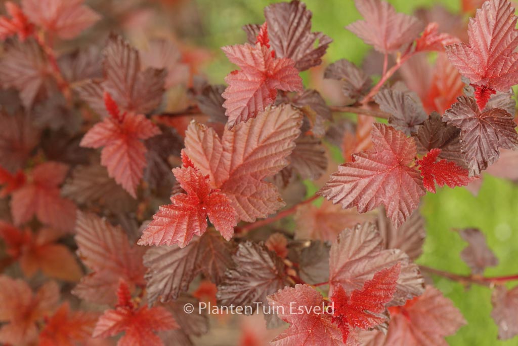 Physocarpus opulifolius ‚Tuilad‘ (LADY IN RED)