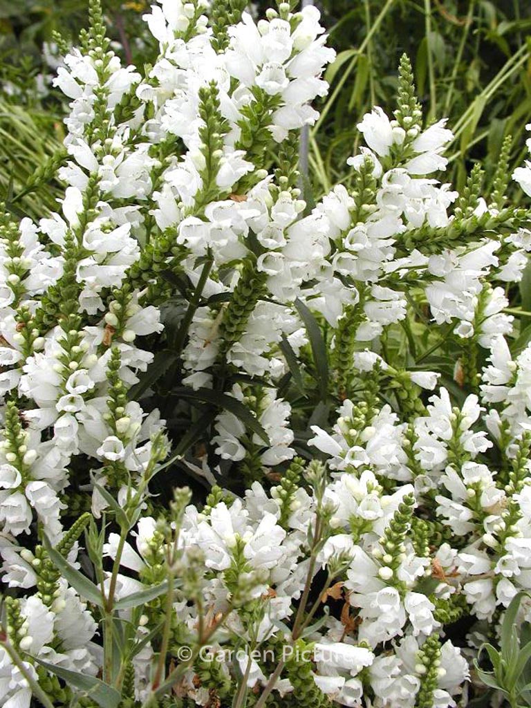 Physostegia virginiana ‚Summer Snow‘