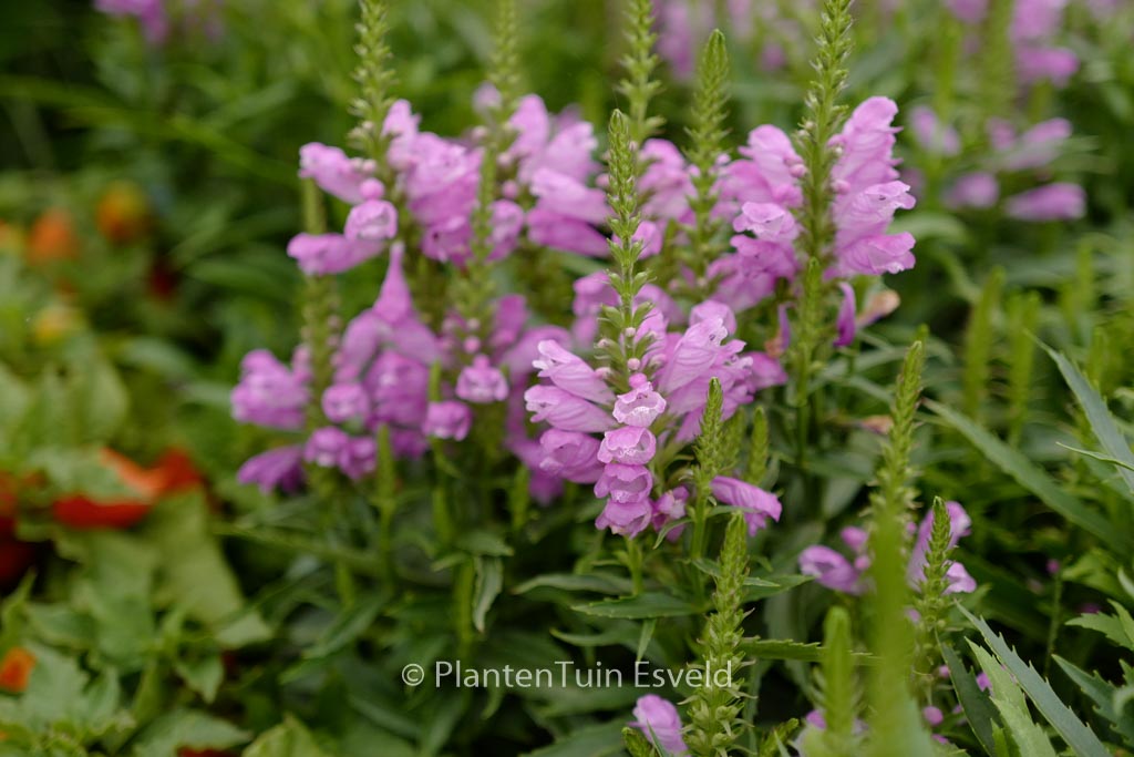 Physostegia virginiana ‚Vivid‘