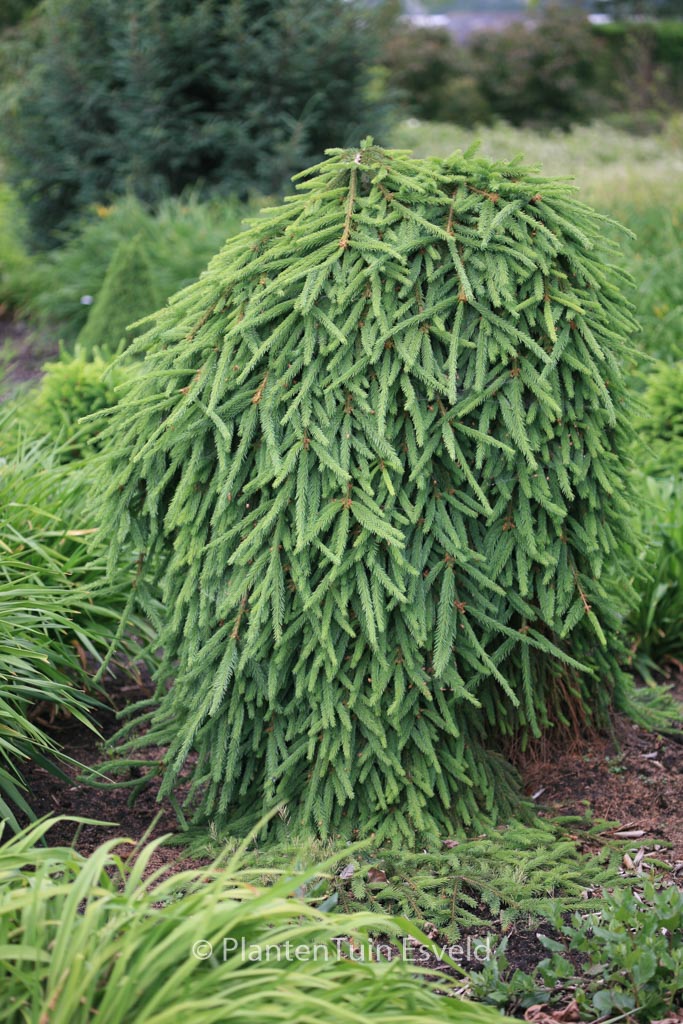 Picea abies ‚Frohburg‘
