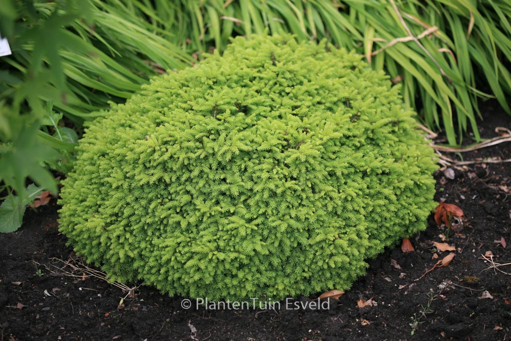 Picea abies ‚Little Gem‘