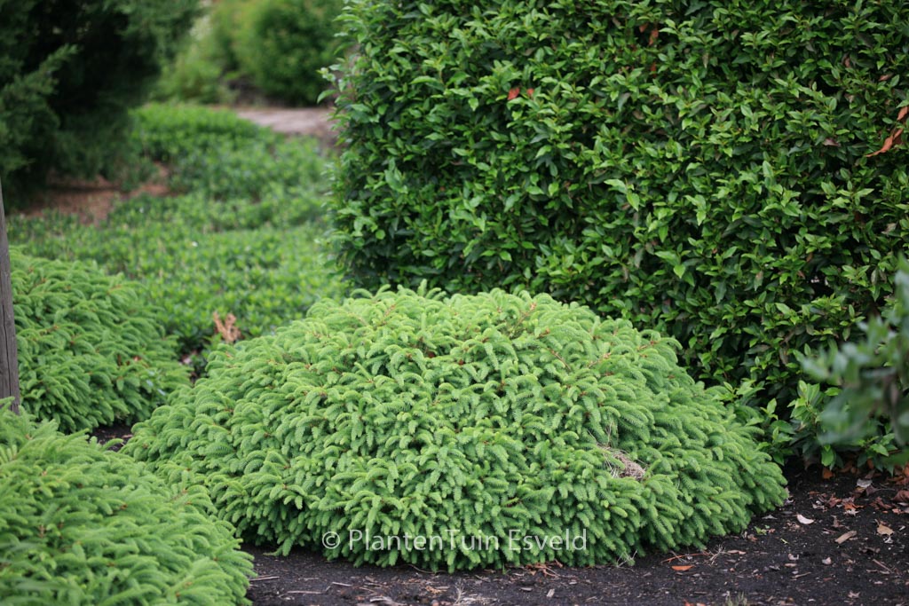 Picea abies ‚Repens‘