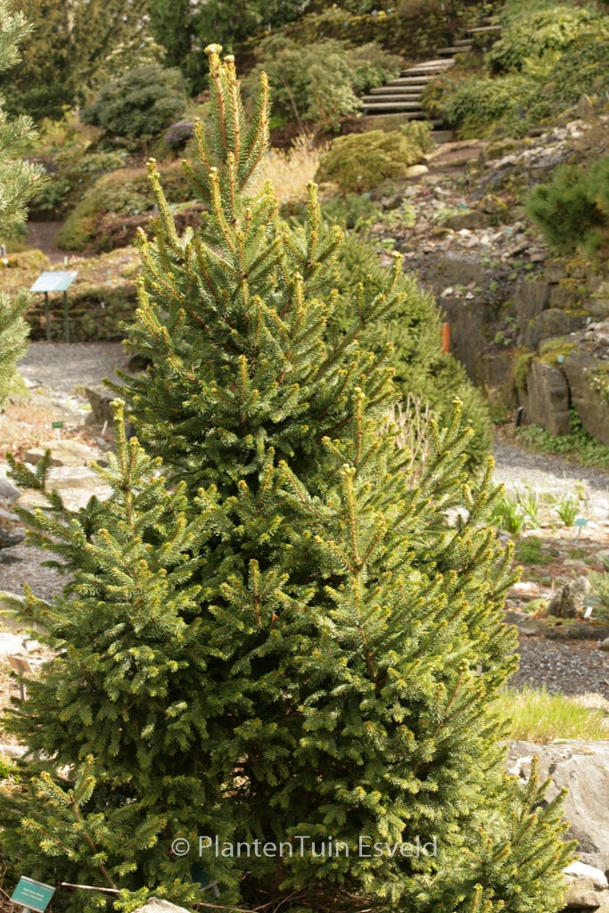 Picea abies ‚Will’s Zwerg‘