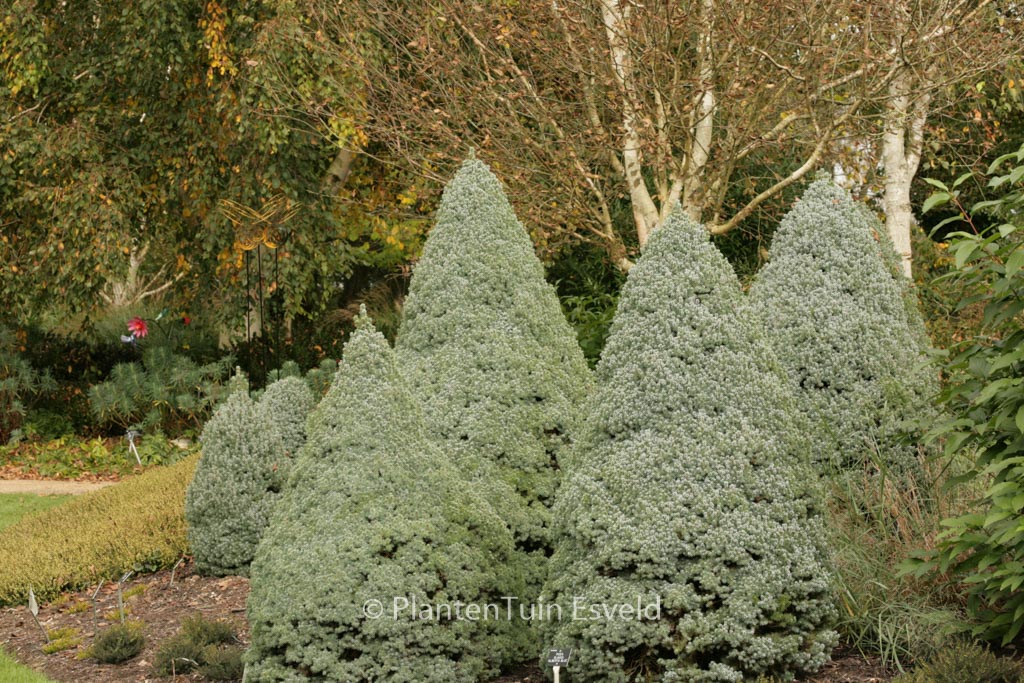 Picea glauca ‚Alberta Globe‘