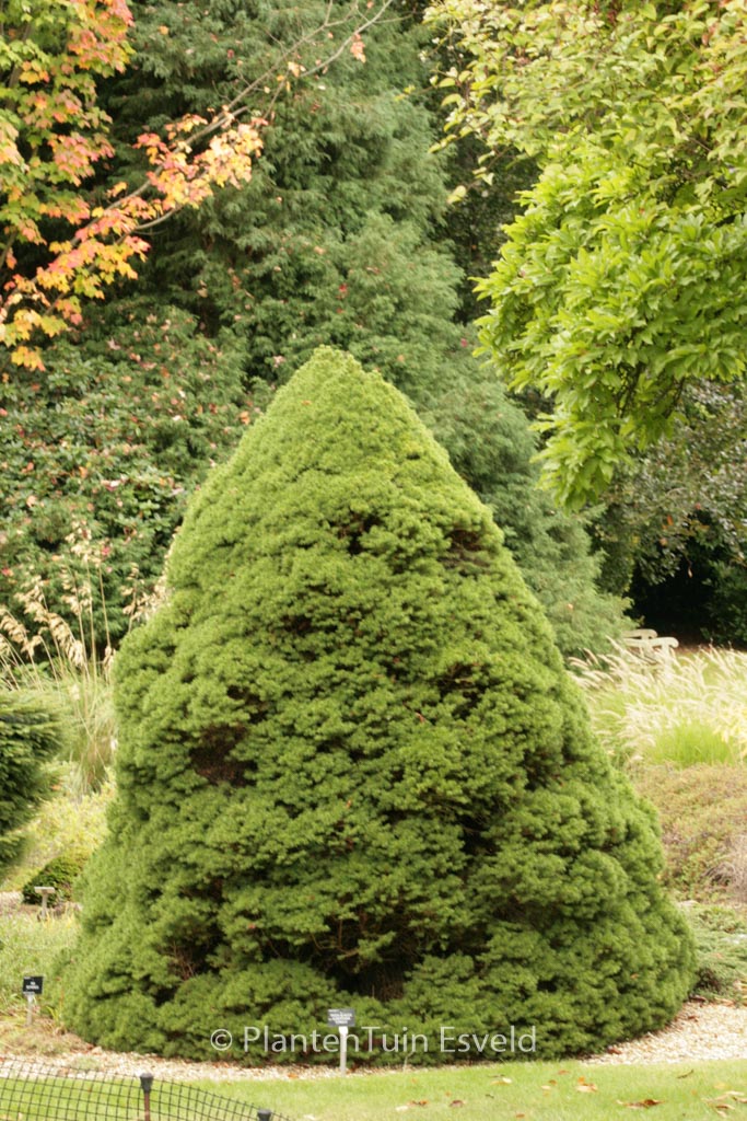 Picea glauca ‚Conica‘