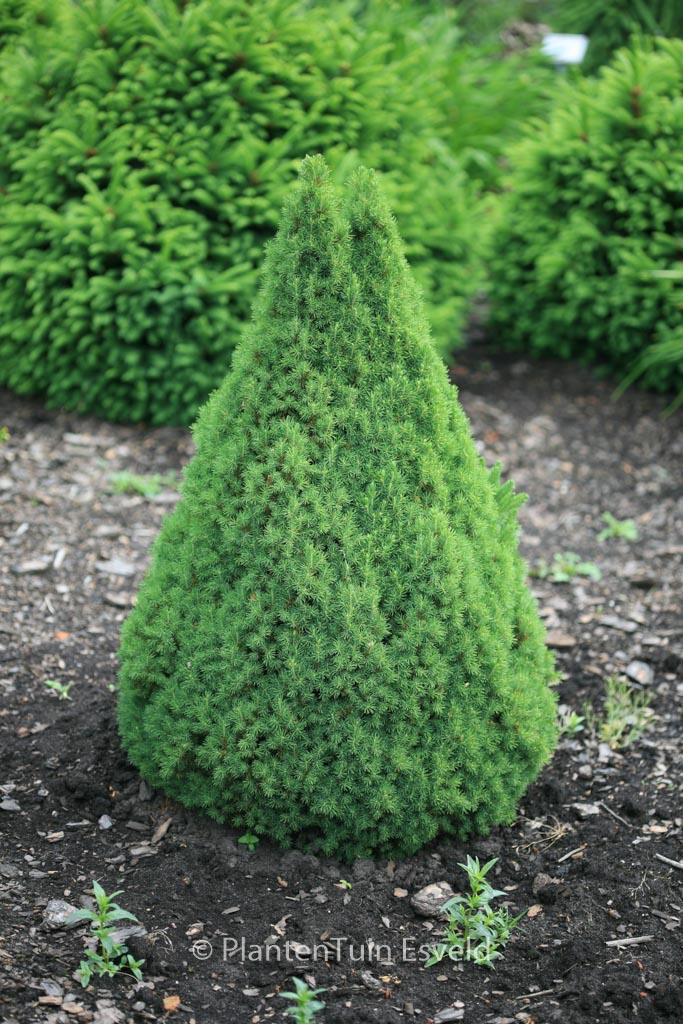 Picea glauca ‚Zuckerhut‘