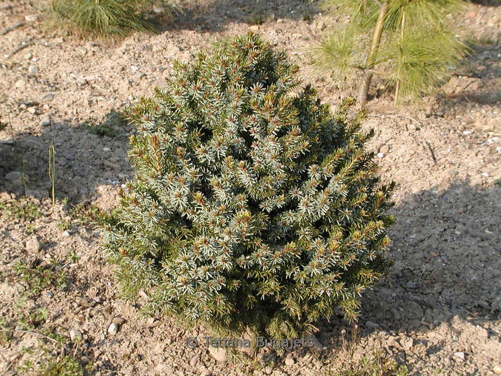 Picea omorika ‚Nana‘