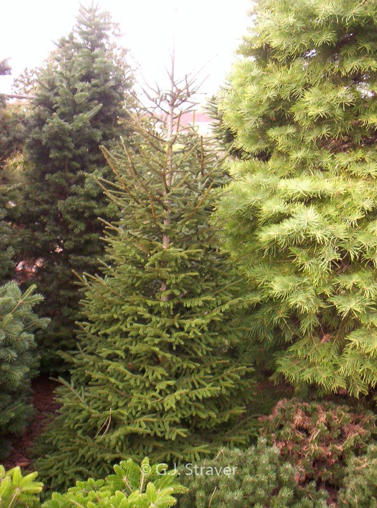 Picea orientalis ‚Golden Start‘