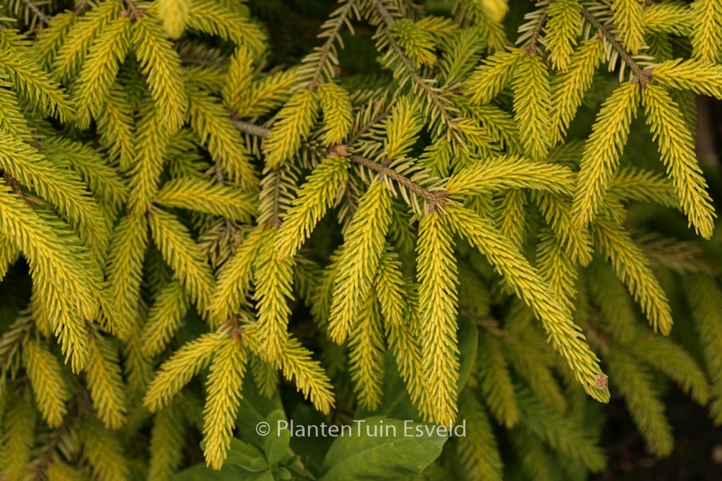 Picea orientalis ‚Skylands‘