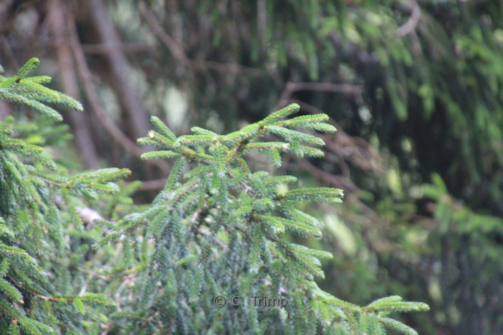 Picea orientalis