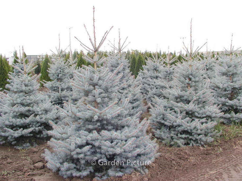 Picea pungens ‚Edith‘