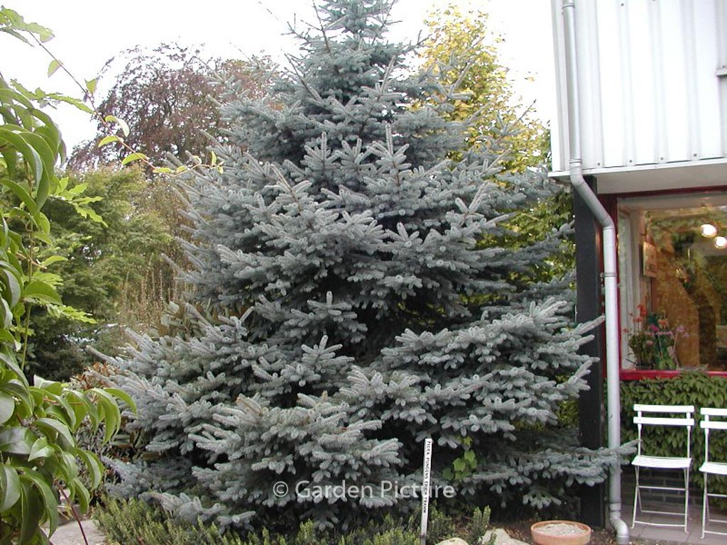 Picea pungens ‚Erich Frahm‘