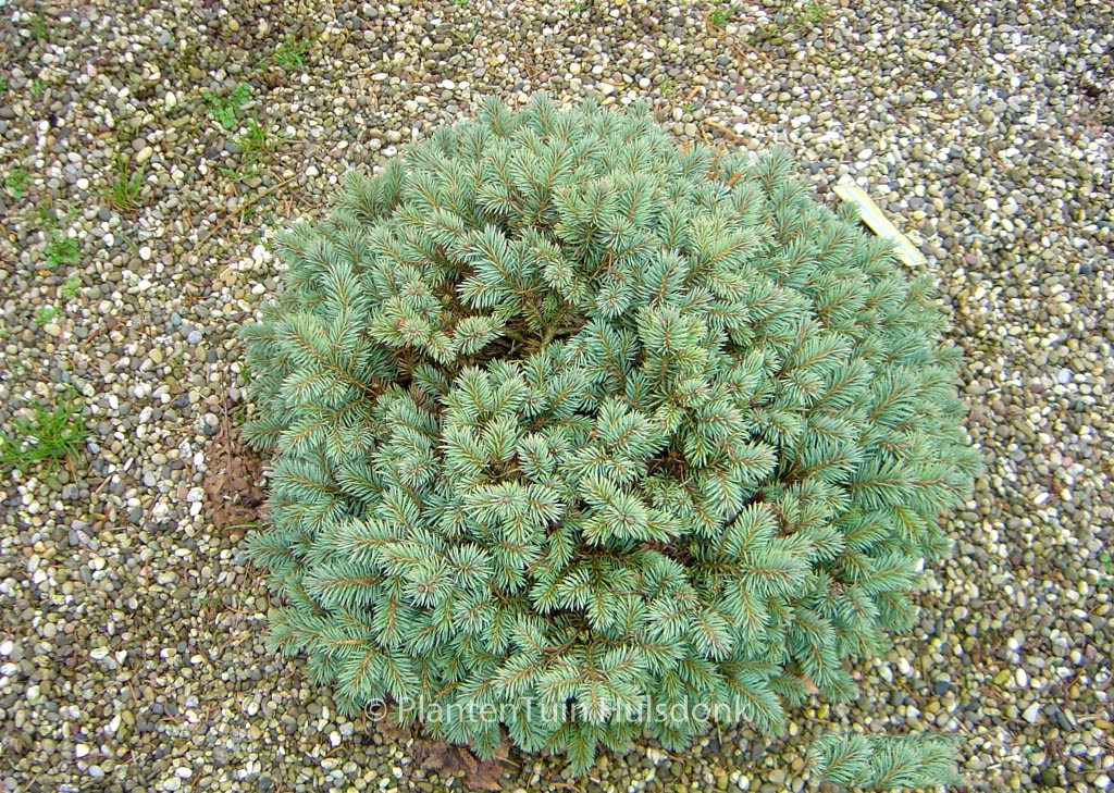Picea pungens ‚Fat Albert‘