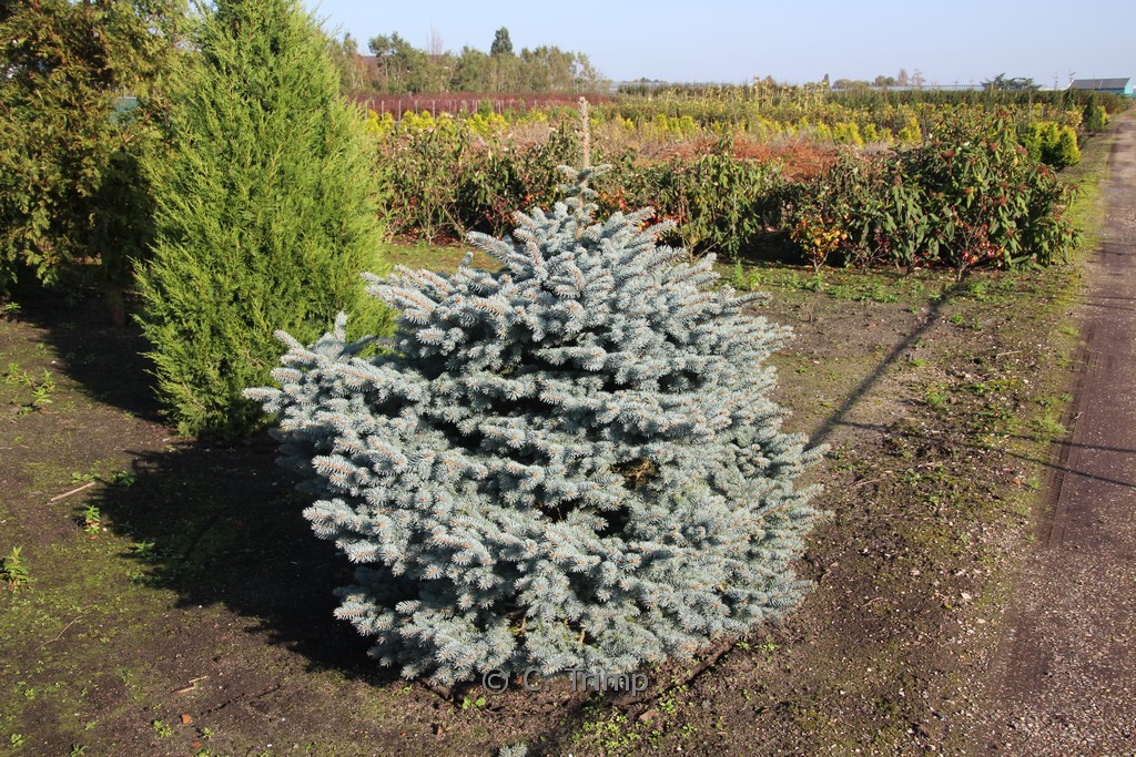Picea pungens ‚Glauca Globosa‘