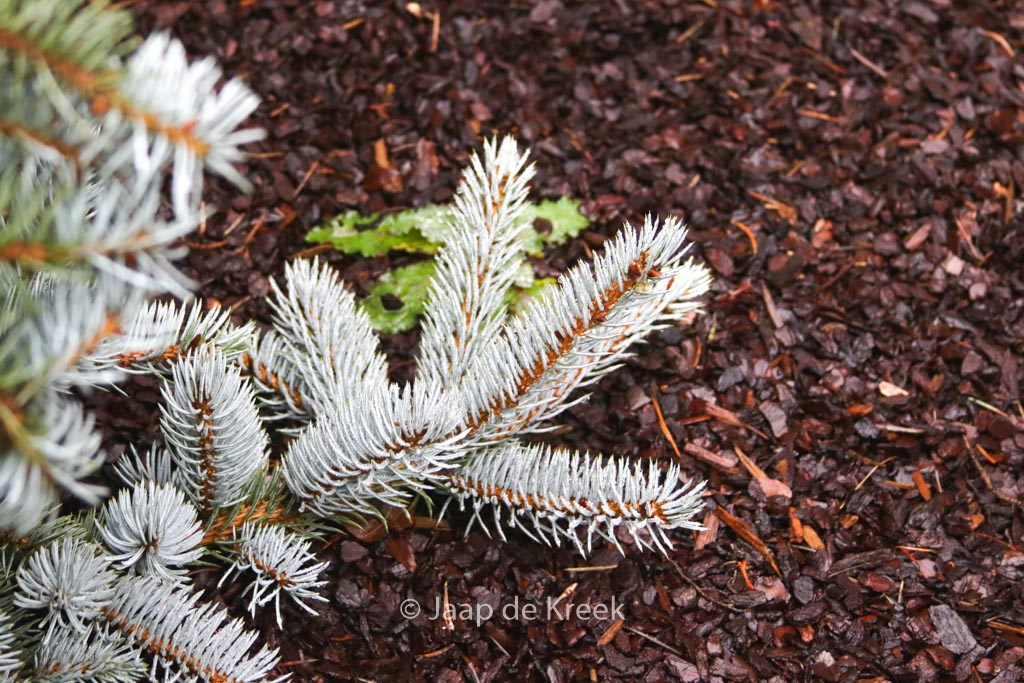 Picea pungens ‚Hoopsii‘