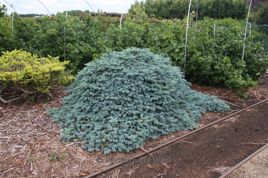 Picea pungens ‚Karpaten‘
