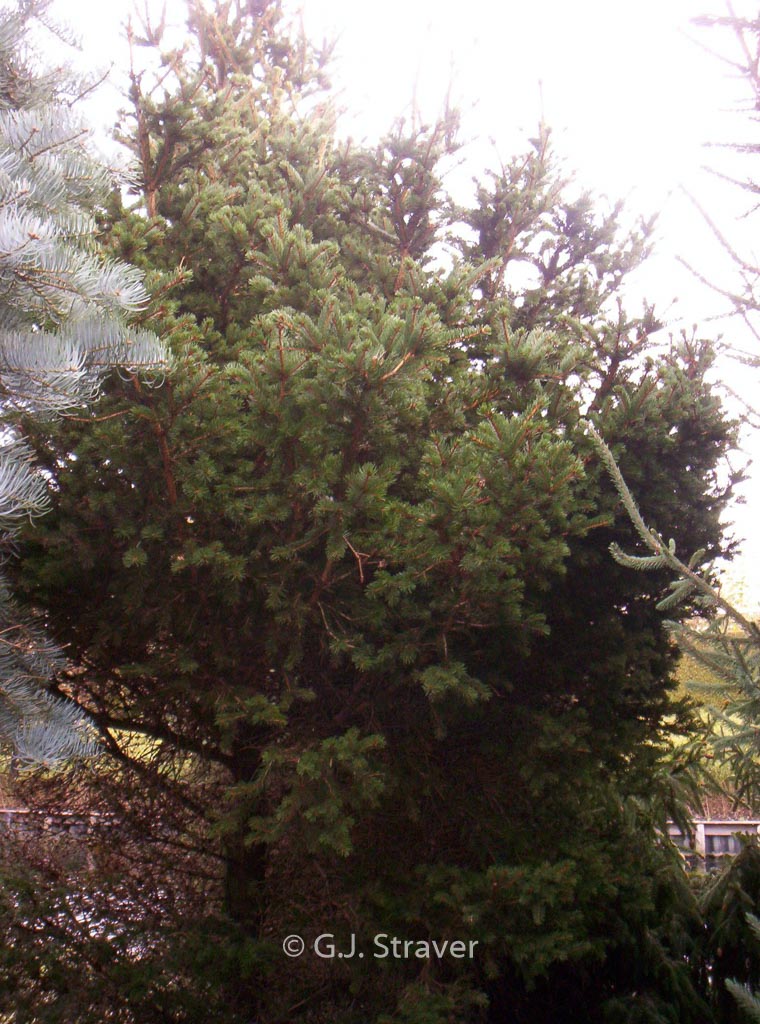 Picea pungens ‚Lucky Strike‘