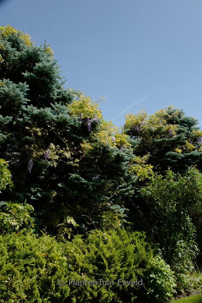 Picea pungens f. glauca