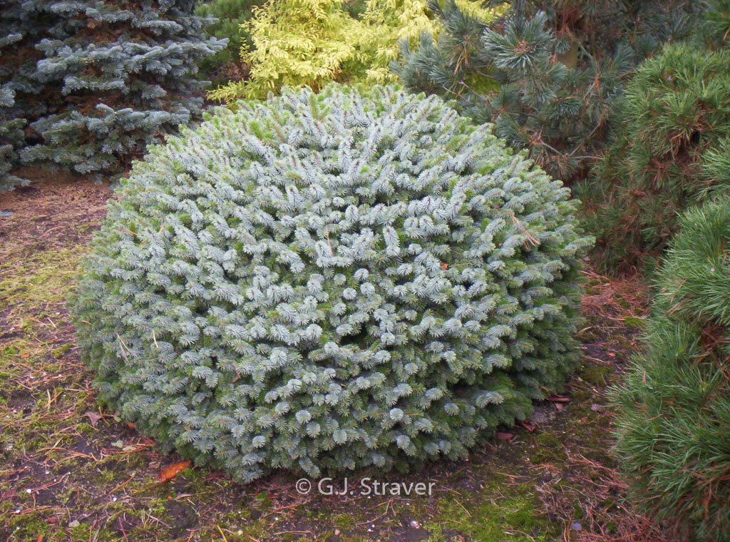 Picea sitchensis ‚Tenas‘