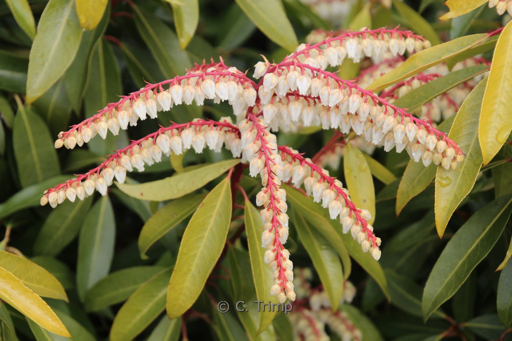 Pieris ‚Brouwers Beauty‘