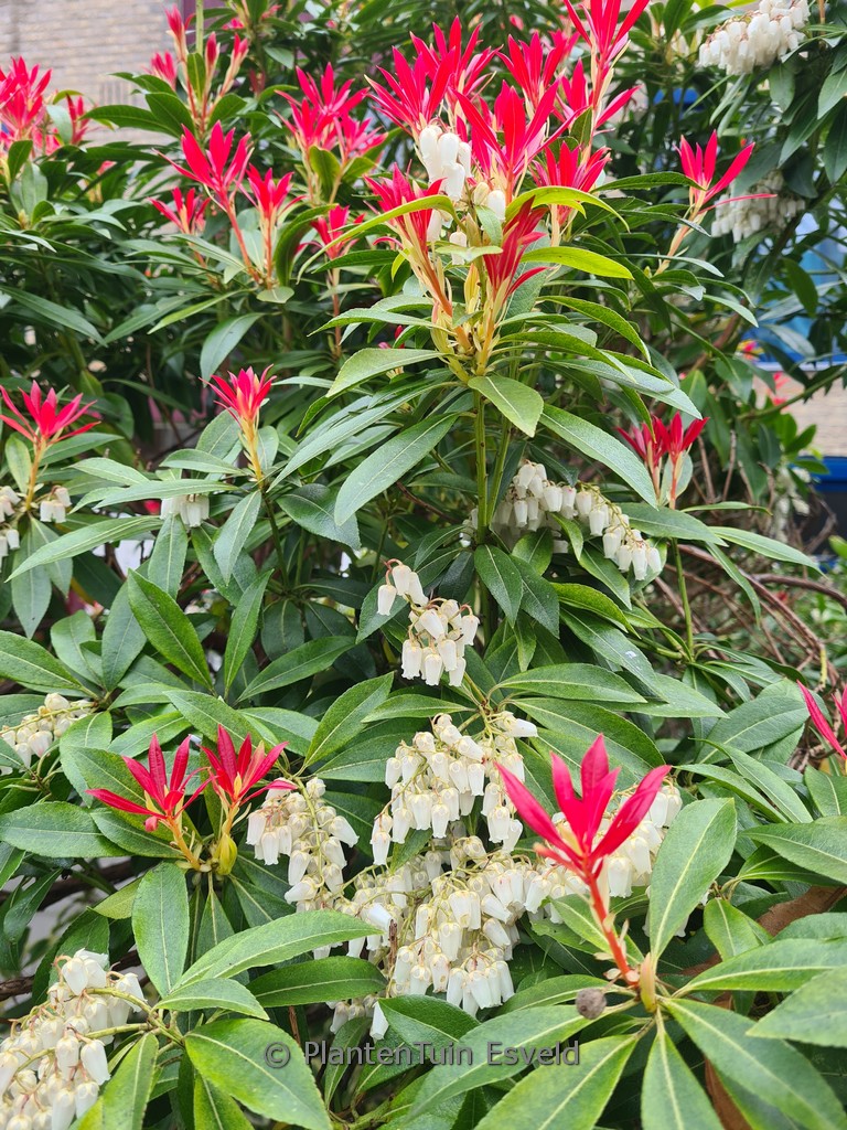 Pieris ‚Forest Flame‘
