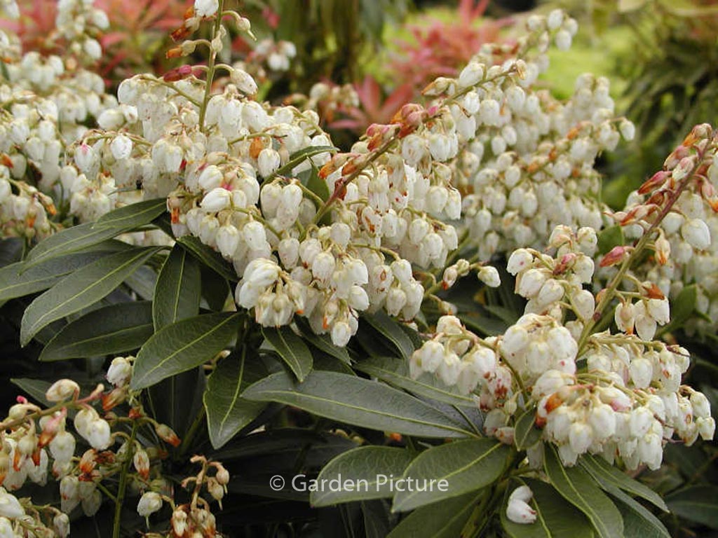 Pieris japonica ‚Cupido‘