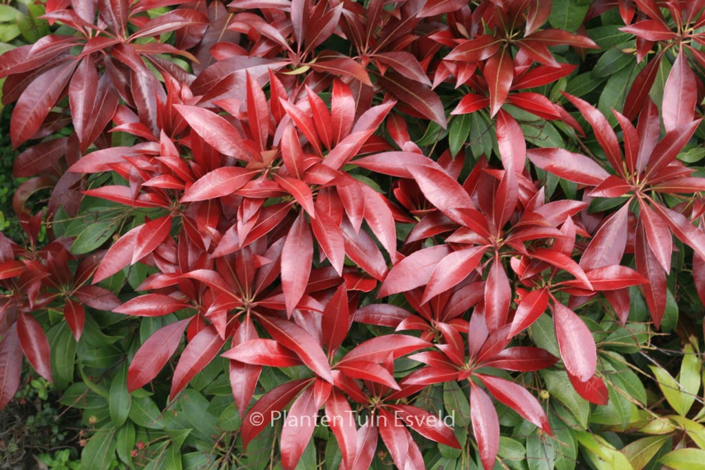 Pieris japonica ‚Katsura‘