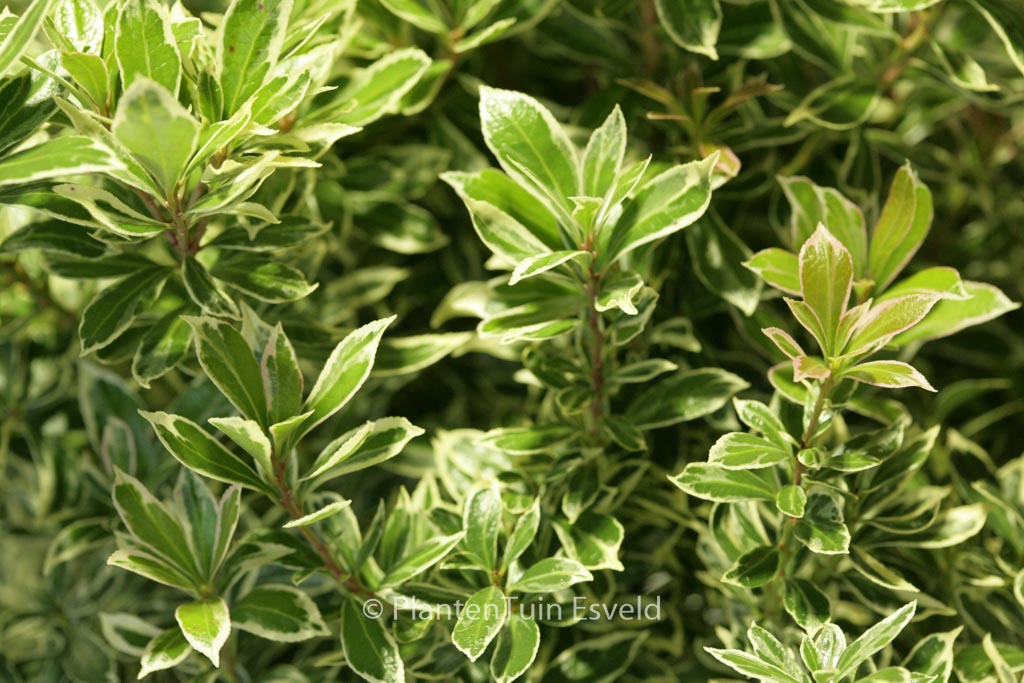 Pieris japonica ‚Little Frosty‘