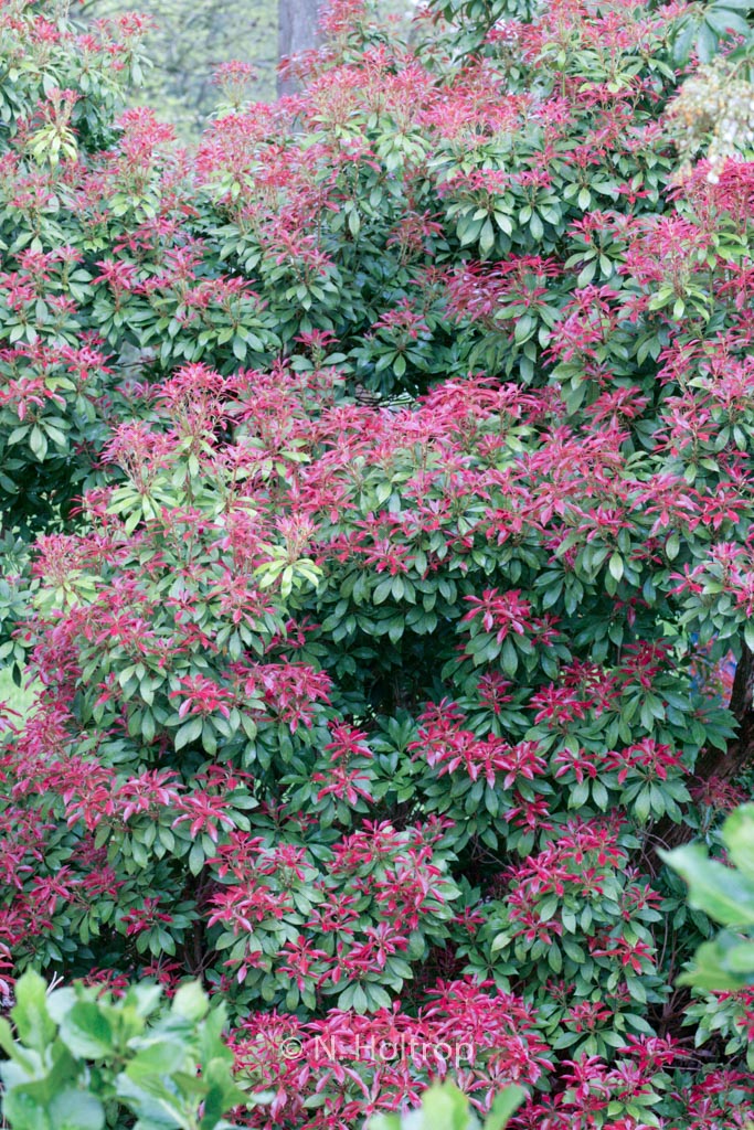 Pieris japonica ‚Mountain Fire‘