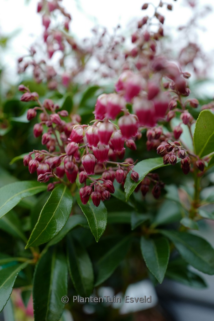 Pieris japonica ‚Passion‘