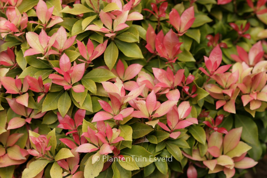 Pieris japonica ‚Spring Candy‘