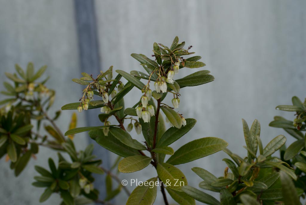 Pieris phillyreofolia