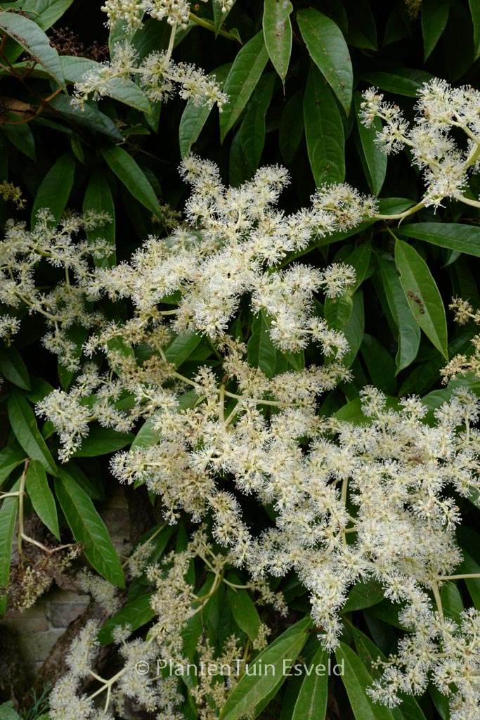 Pileostegia viburnoides