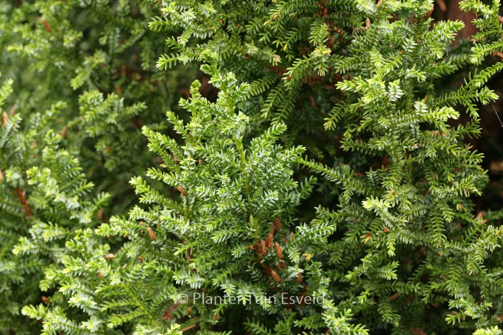 Pilgerodendron uviferum