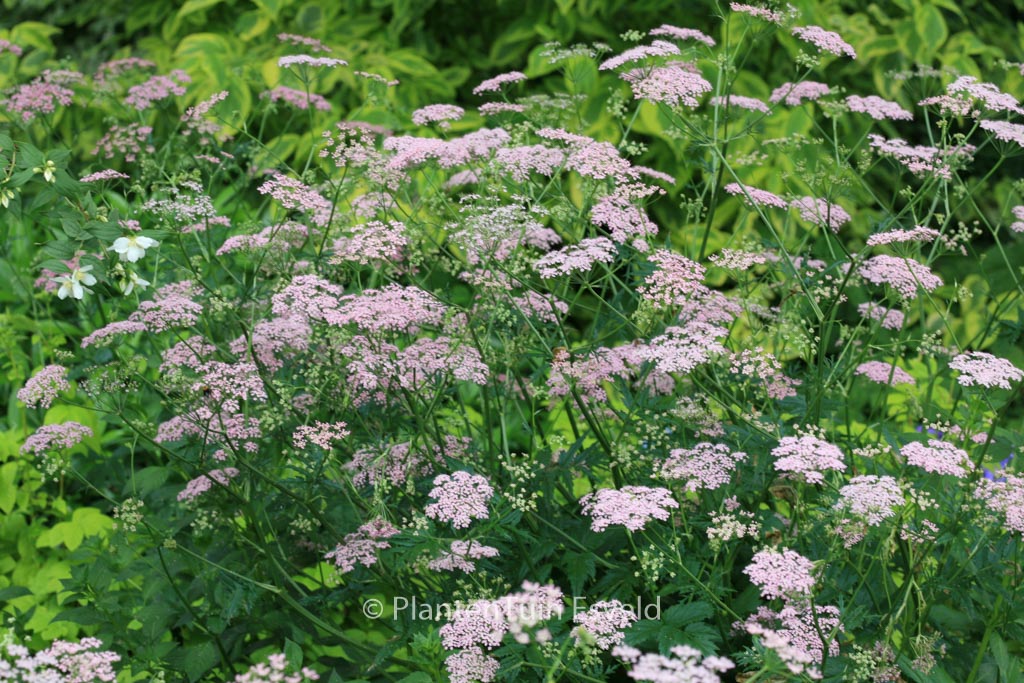Pimpinella major ‚Rosea‘