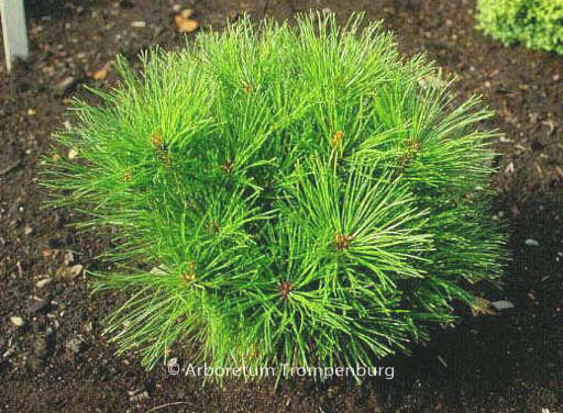 Pinus densiflora ‚Alice Verkade‘
