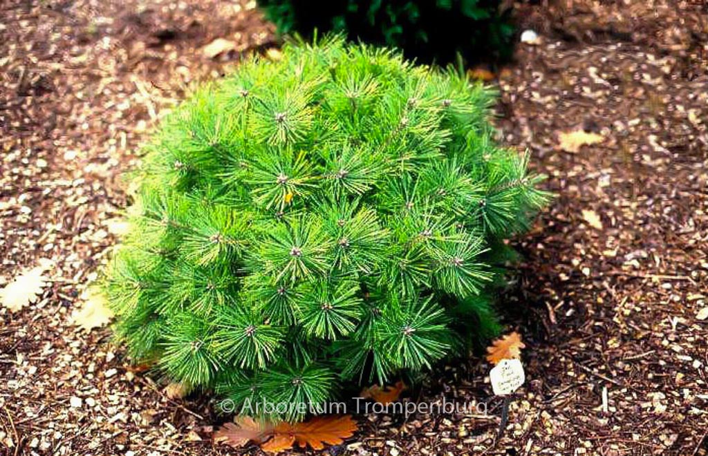 Pinus densiflora ‚Jane Kluis‘