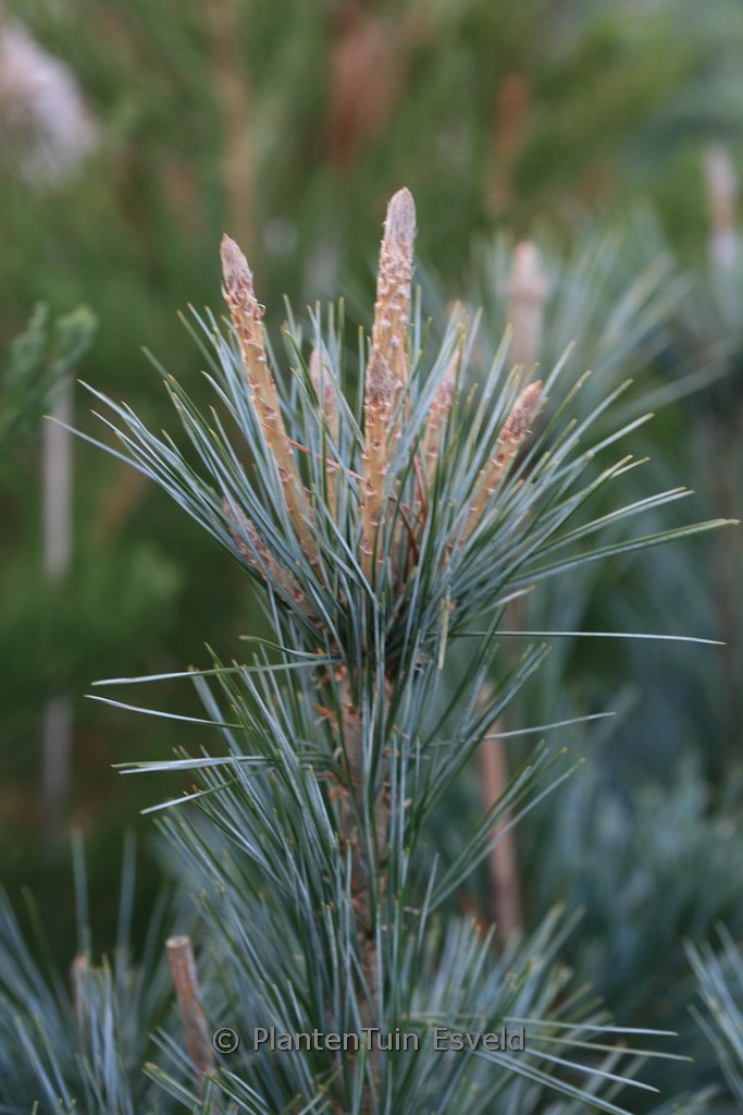 Pinus flexilis ‚Vanderwolfs Pyramid‘