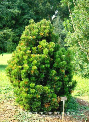 Pinus heldreichii ‚Compact Gem‘
