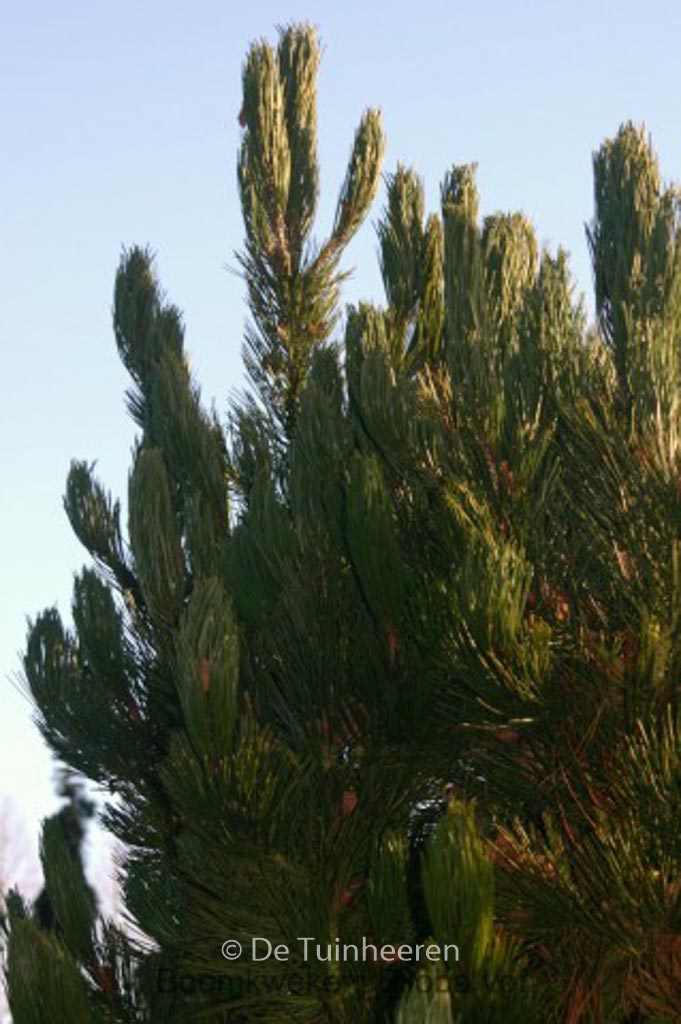 Pinus heldreichii ‚Satellit‘