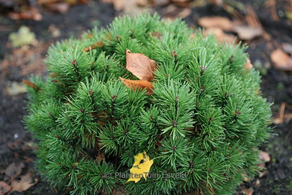 Pinus mugo ‚Allgäu‘