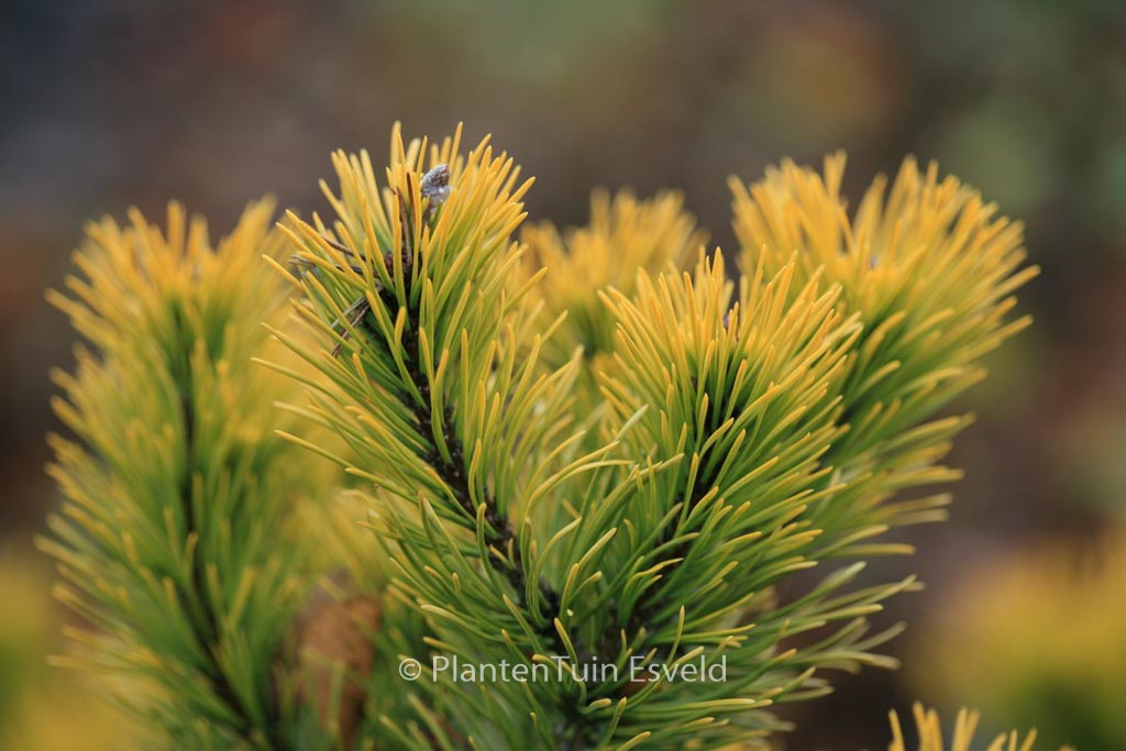 Pinus mugo ‚Carsten‘