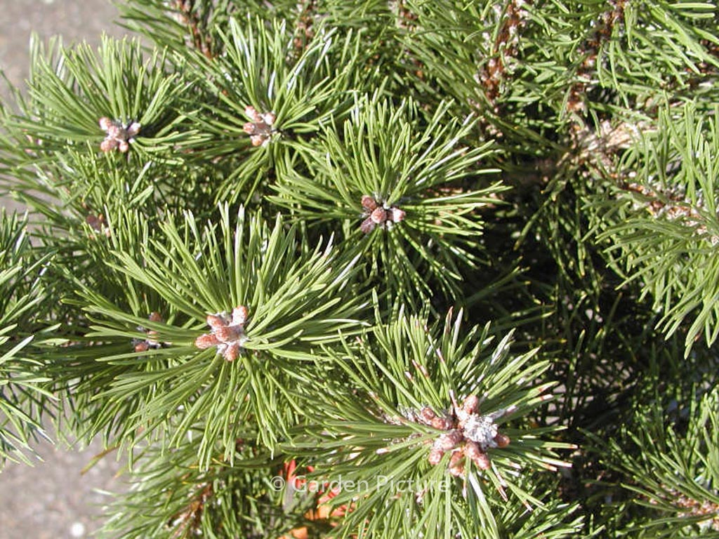 Pinus mugo ‚Humpy‘
