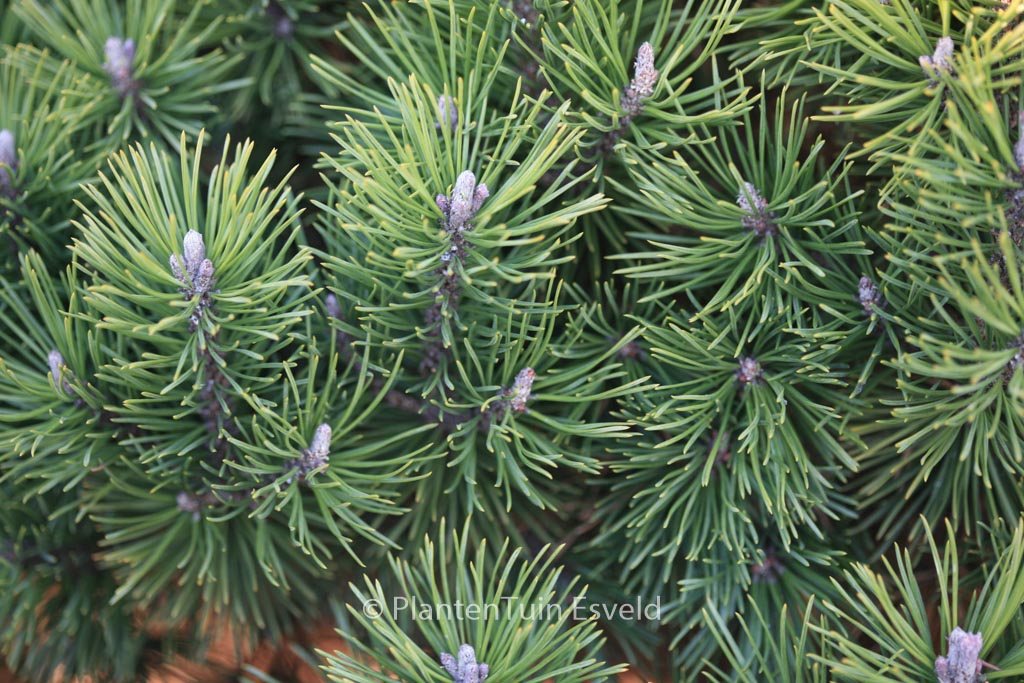 Pinus mugo ‚Mops‘