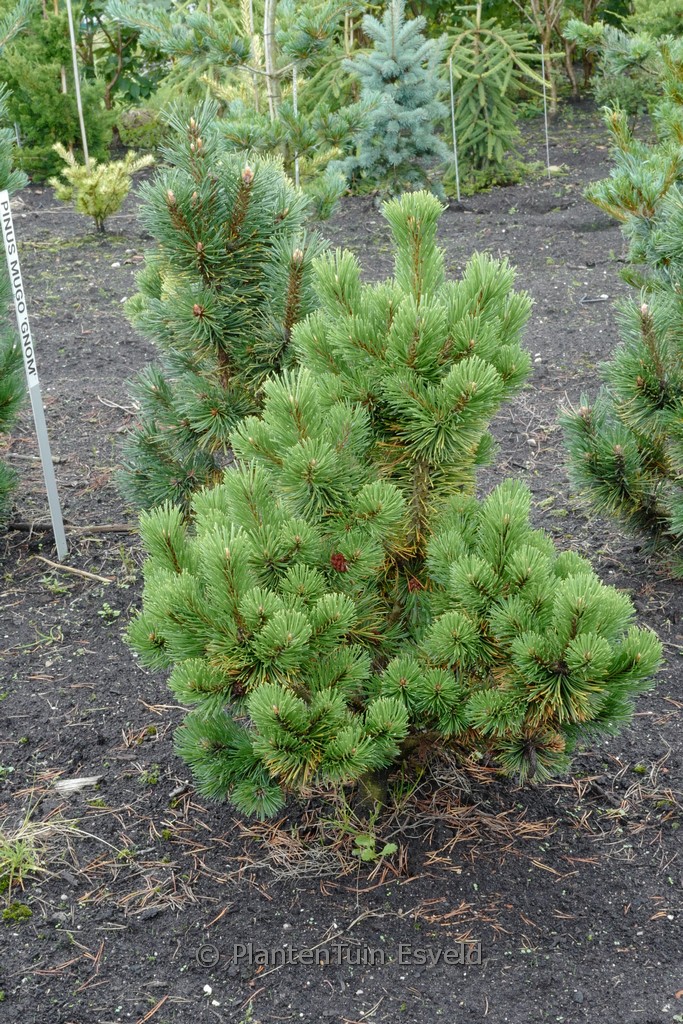 Pinus mugo ‚Mumpitz‘
