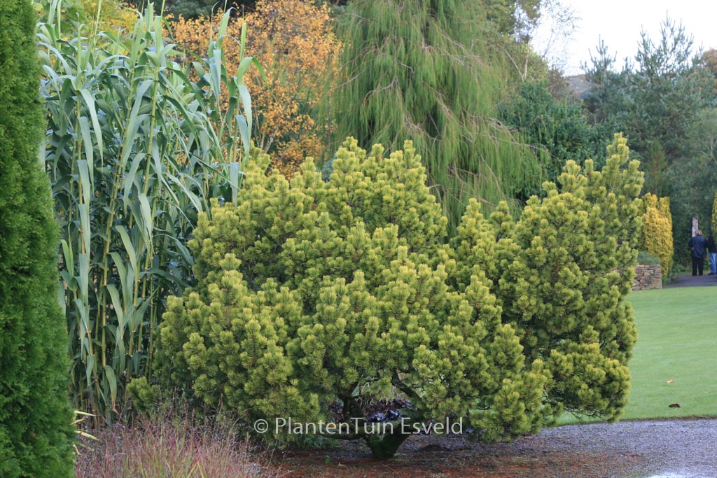 Pinus mugo ‚Ophir‘