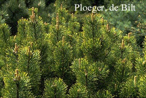 Pinus mugo ‚Pal Maleter‘