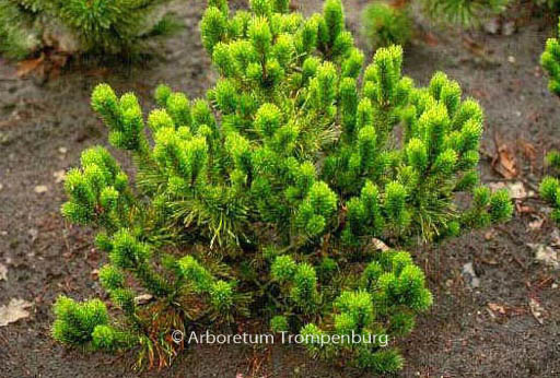 Pinus mugo ‚Rigi‘