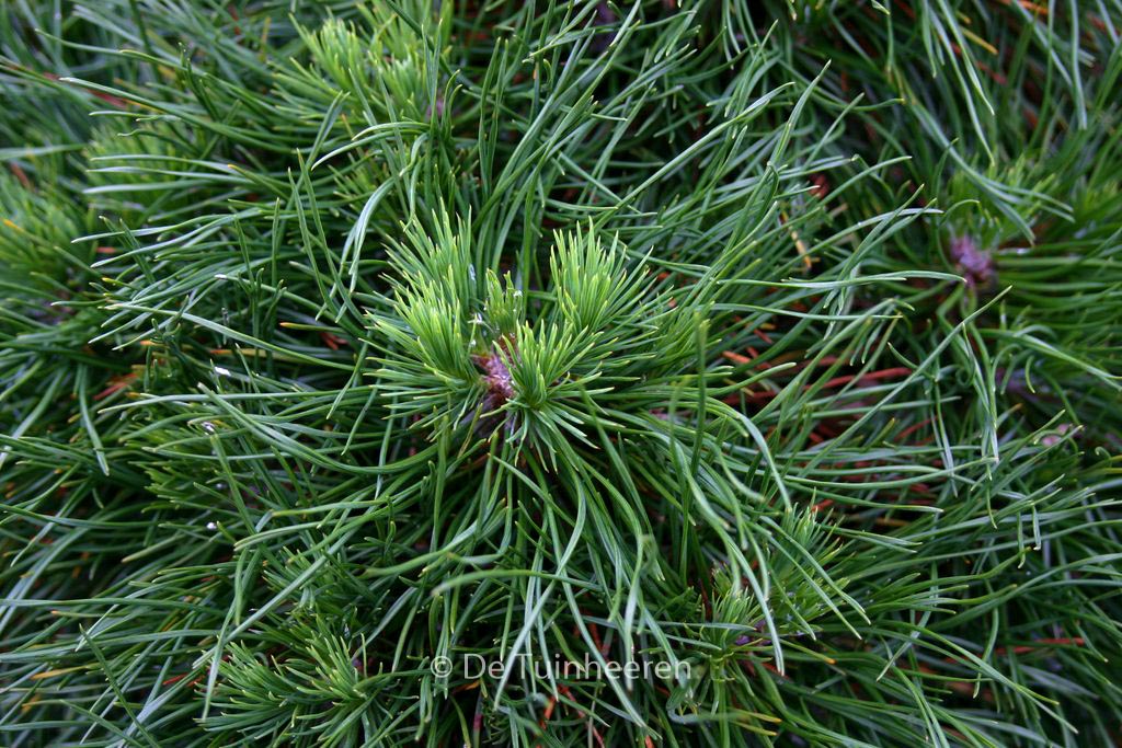 Pinus mugo ‚Varella‘