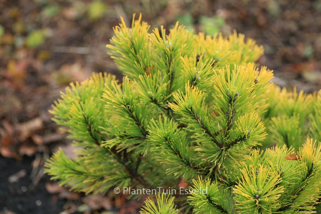 Pinus mugo ‚Winter Gold‘